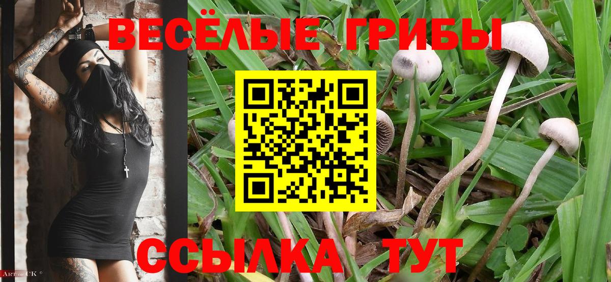 купить наркоту  Псилоцибиновые грибы Magic Shrooms  Прохладный  Вход с VPN  Псилоцибиновые грибы MAGIC MUSHROOMS 